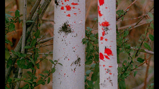 Don't Go In the Woods...alone!