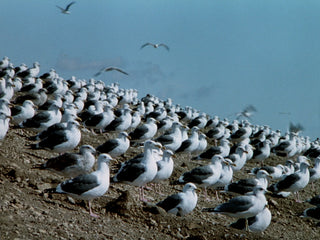 The Birds II: Land's End