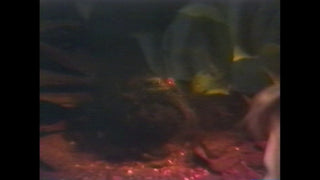 Captives